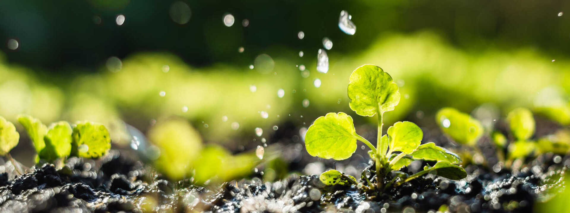 Webinar | Kostbaar regenwater, wat kan je ermee? Van recuperatie, recyclage tot consumptie
